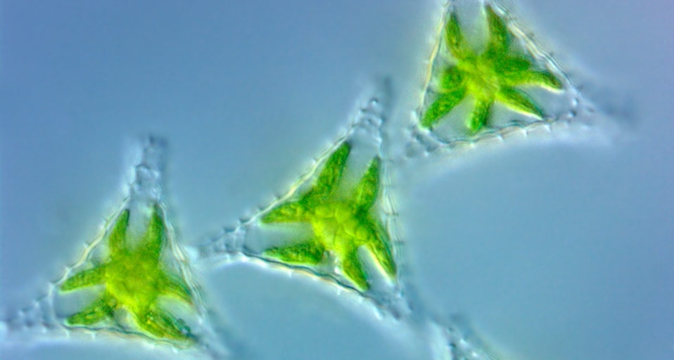Green Algae (Volvox Aureus ) photographed using darkfield magnification technique-- Visuals Unlimited/Corbis &copy; (Bing United Kingdom)