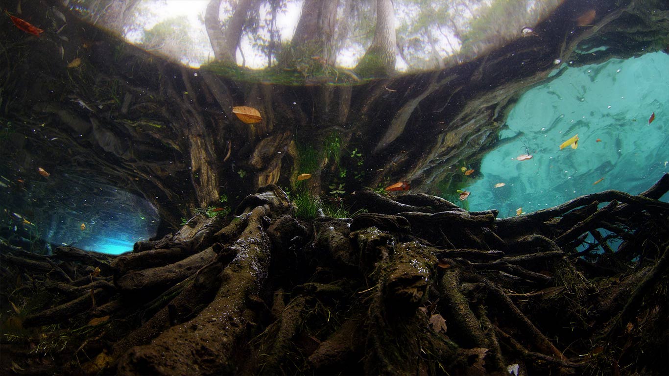 Three Sisters Springs, Manatee Sanctuary, Florida, USA (© Mammoth HD)(Bing United Kingdom)