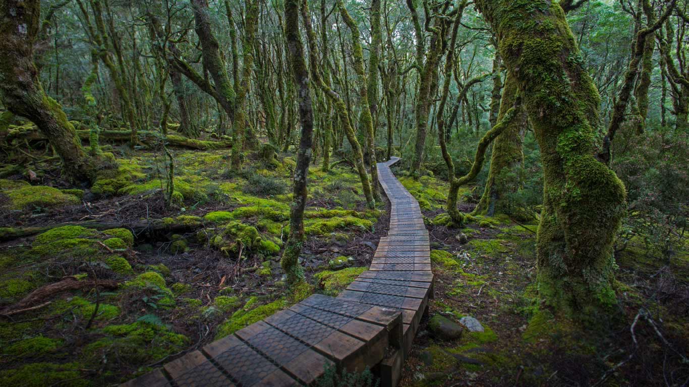 An elevated trail at Cradle Mountain-Lake St Clair National Park in Tasmania, Australia (© Sean Crane/Minden Pictures)(Bing United Kingdom)