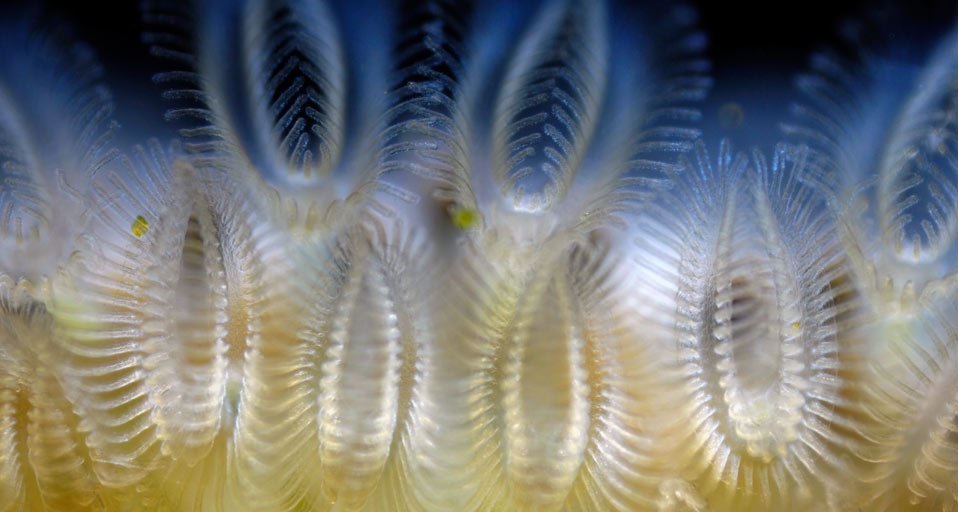 淡水苔藓虫 (© Wim van Egmond/Corbis) &copy; (Bing China)