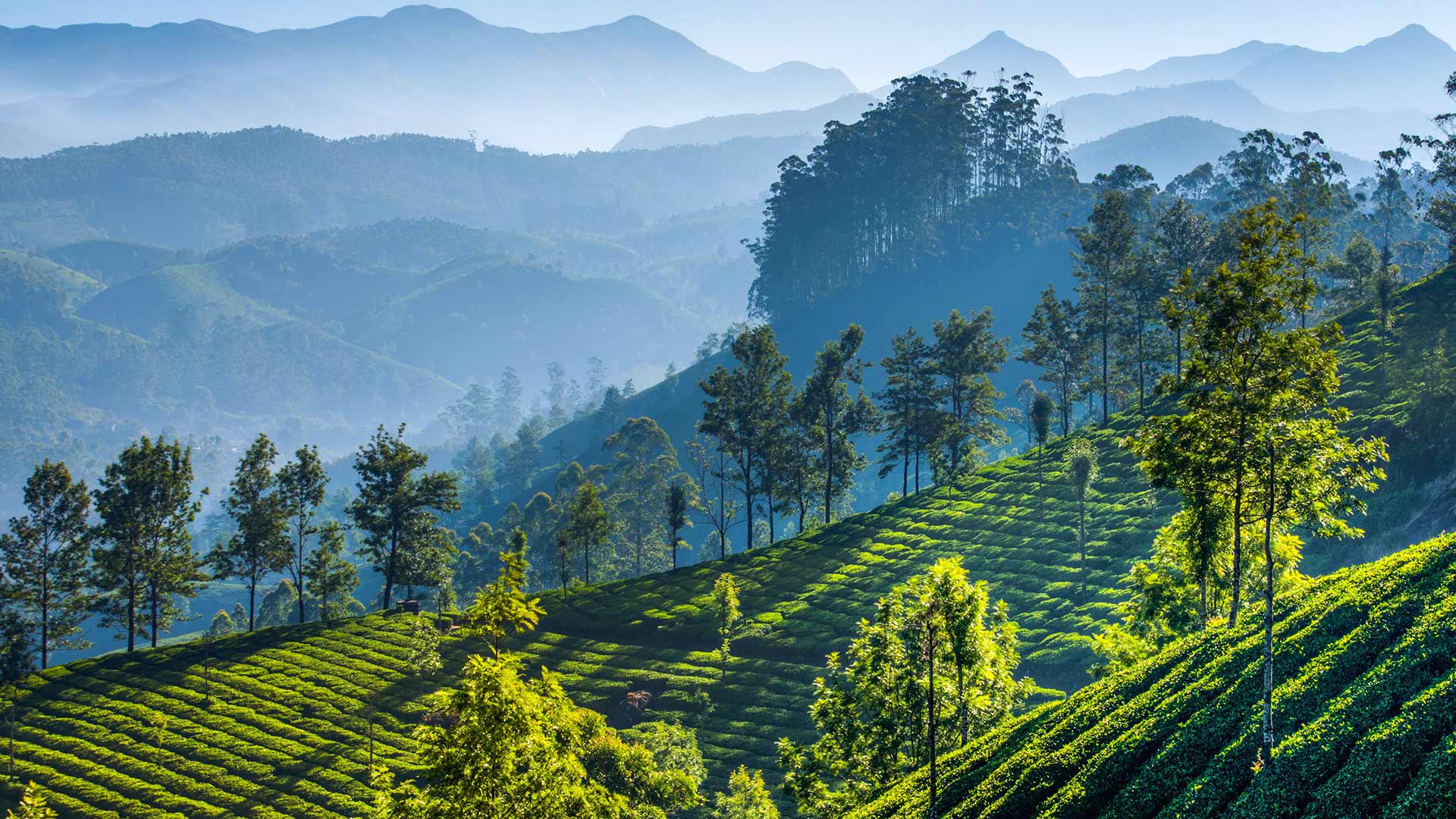 Teeplantagen in den Bergen von Munnar in Kerala, Indien (© SvitlanaBelinska/iStock/Getty Images Plus)(Bing Deutschland)