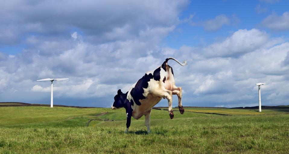 Cow jumping in field (© Clarissa Leahy/Plain Picture) &copy; (Bing United Kingdom)