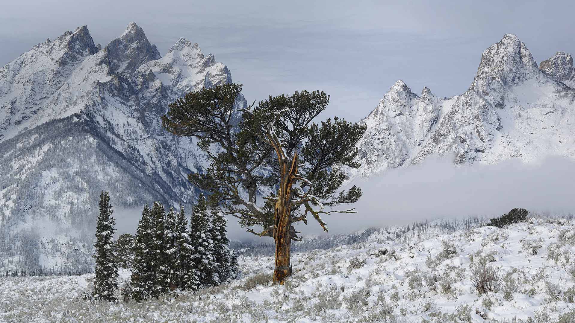 大提顿国家公园中的Old Patriarch Tree，怀俄明州 (© George Sanker/Minden Pictures)(Bing China)