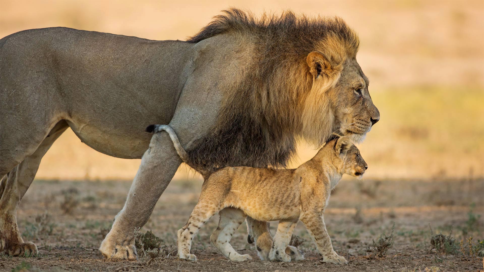 Male African lion and cub in Kgalagadi Transfrontier Park in southern Africa (© Richard Du Toit/Minden Pictures)(Bing United Kingdom)
