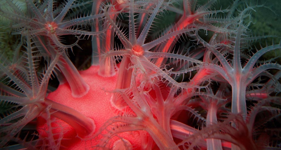 Deepwater mushroom soft coral (Anthomastus ritteri) off the coast of California, in the Pacific Ocean -- Mark Conlin/Photolibrary &copy; (Bing United Kingdom)