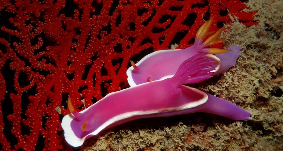 Two sea slugs near Lankayan Island, Malaysia -- Reinhard Dirscherl/photolibrary &copy; (Bing United Kingdom)