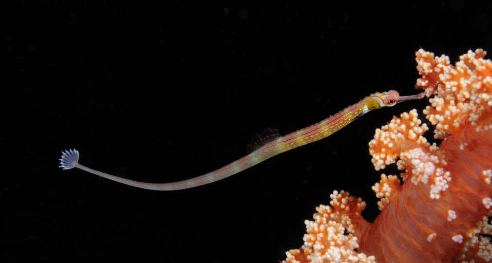 Black-breasted Pipefish,  St. Johns Reefs in the Red Sea off the coast of Egypt-- Wolfgang Poelzer/Photolibrary &copy; (Bing United Kingdom)