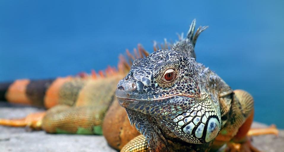 Iguana (© Oleksiy Fedorov / age fotostock) &copy; (Bing Canada)