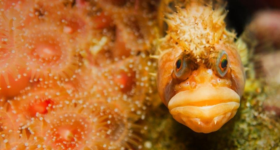 Close-up of a Coralline sculpin fish camouflaged underwater (© Glowimages/Corbis) &copy; (Bing United Kingdom)