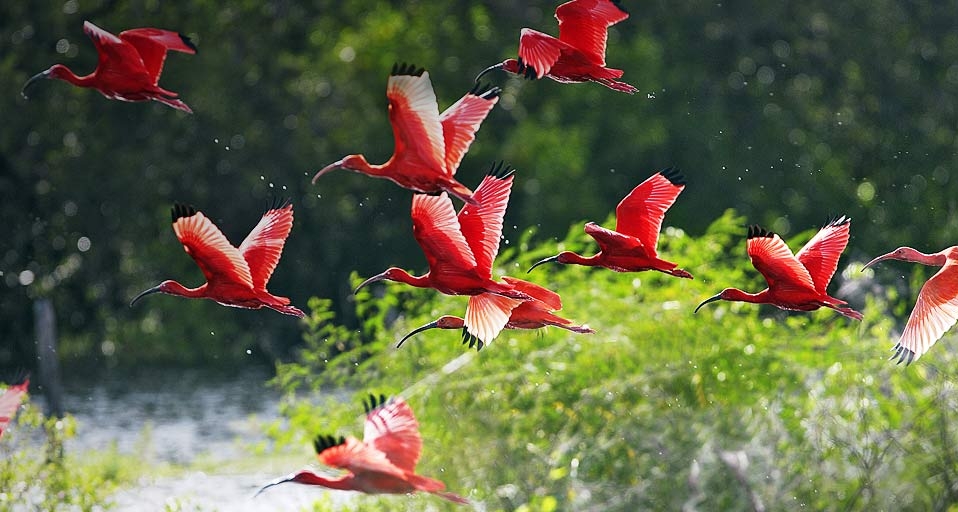 一群飞舞的美洲红鹮 (© SMuller Smuller/Wildlife/Photolibrary) &copy; (Bing China)