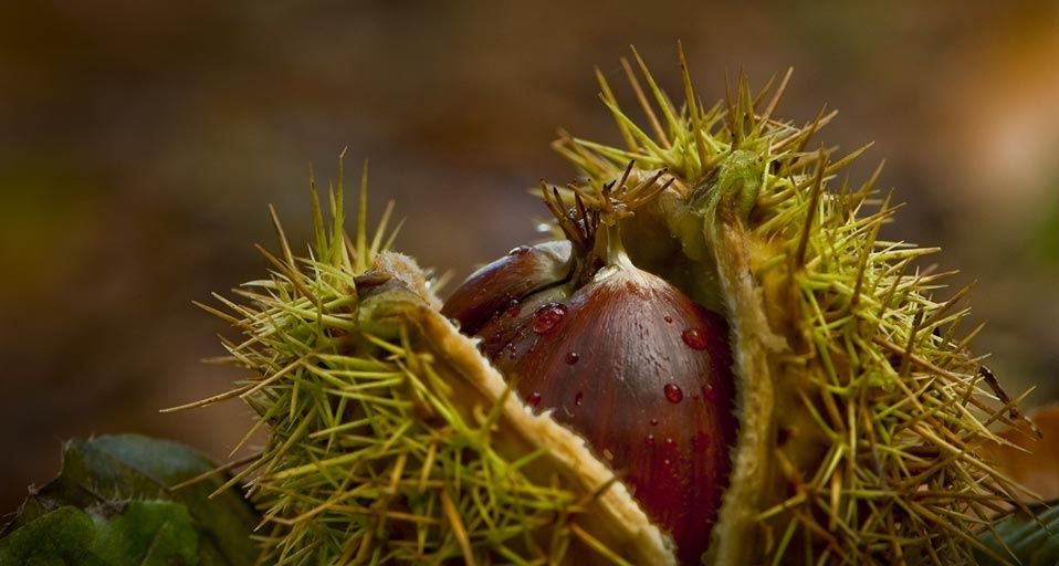 Chestnuts in the Forest of Cressy, France (© Stephane Bouilland/Peter Arnold/Photolibrary) &copy; (Bing United Kingdom)