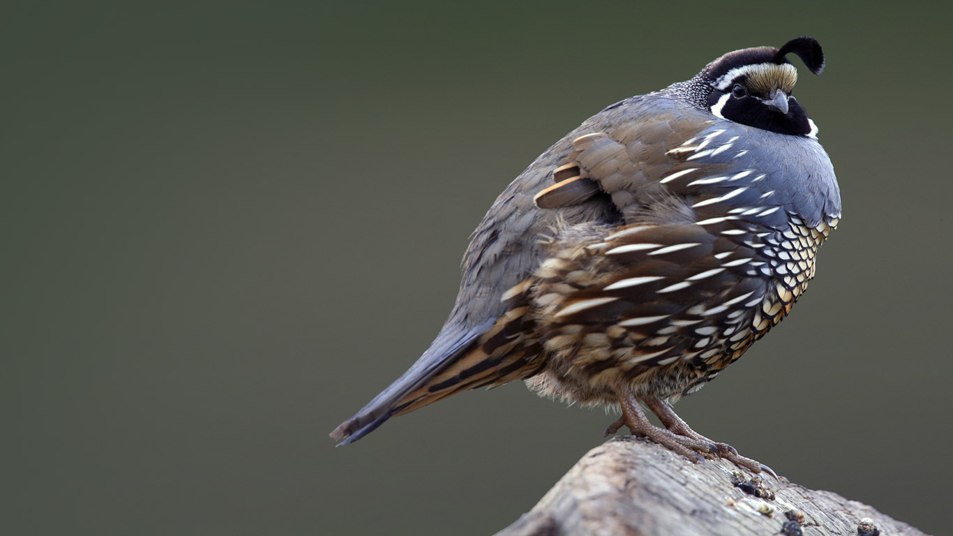 California quail (© McPhoto/age fotostock)(Bing United States)