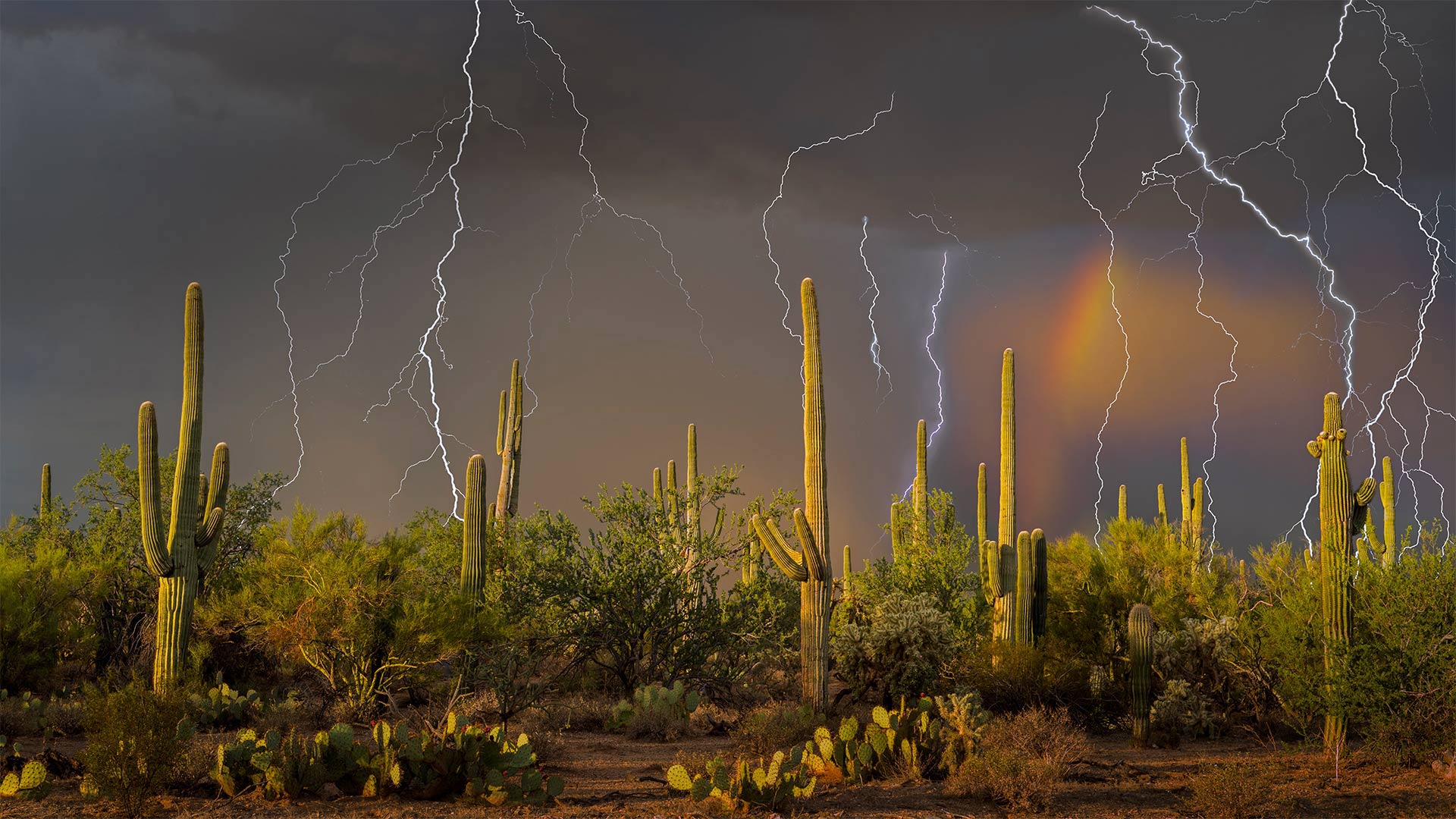 Lightning storm in the Tortolita Mountain foothills, north of Tucson, Arizona, in the Sonoran Desert (© Jack Dykinga/Minden Pictures)(Bing Canada)