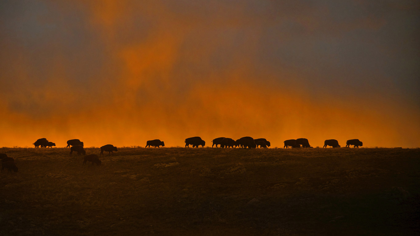 Bison at Wind Cave National Park, South Dakota (© Newman Mark/SuperStock)(Bing Canada)