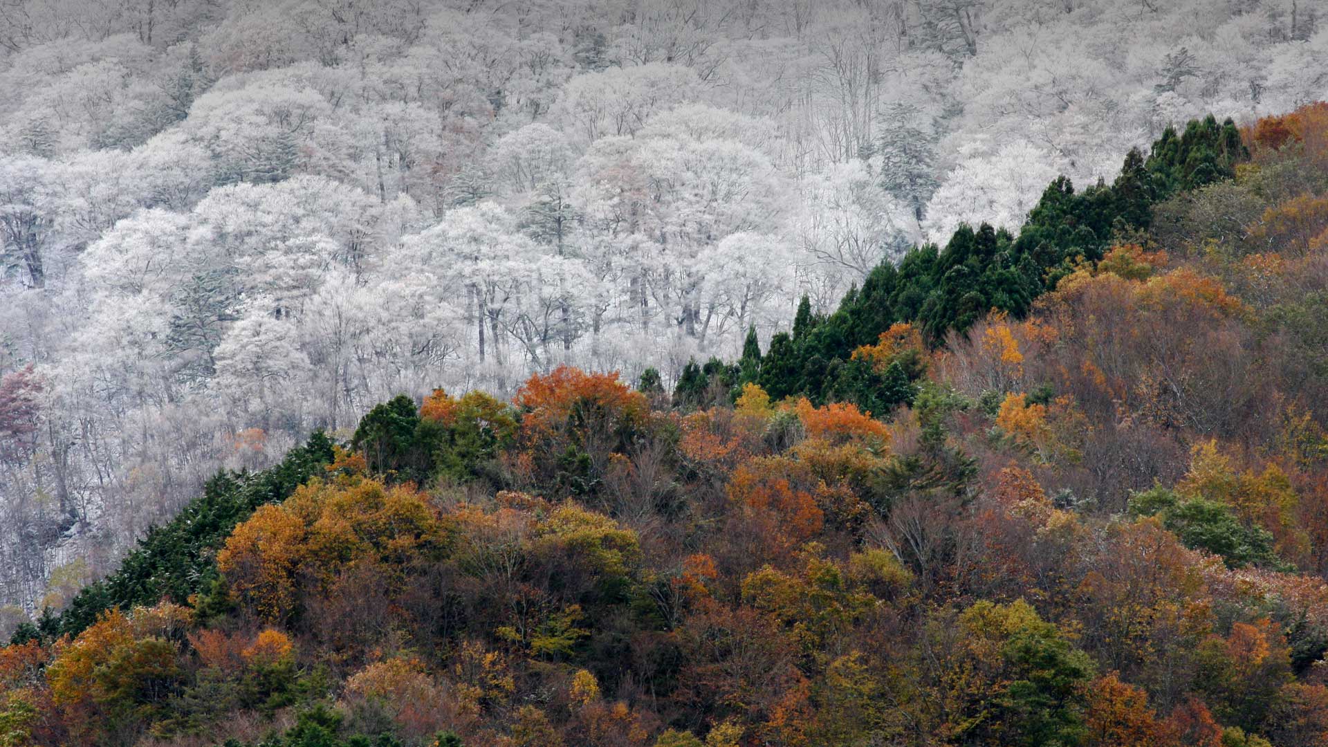 Vorsaisonaler Schneefall trifft auf die letzten Herbstfarben, Japan (© SpontaneousPictures/iStock/Getty Images Plus)(Bing Deutschland)
