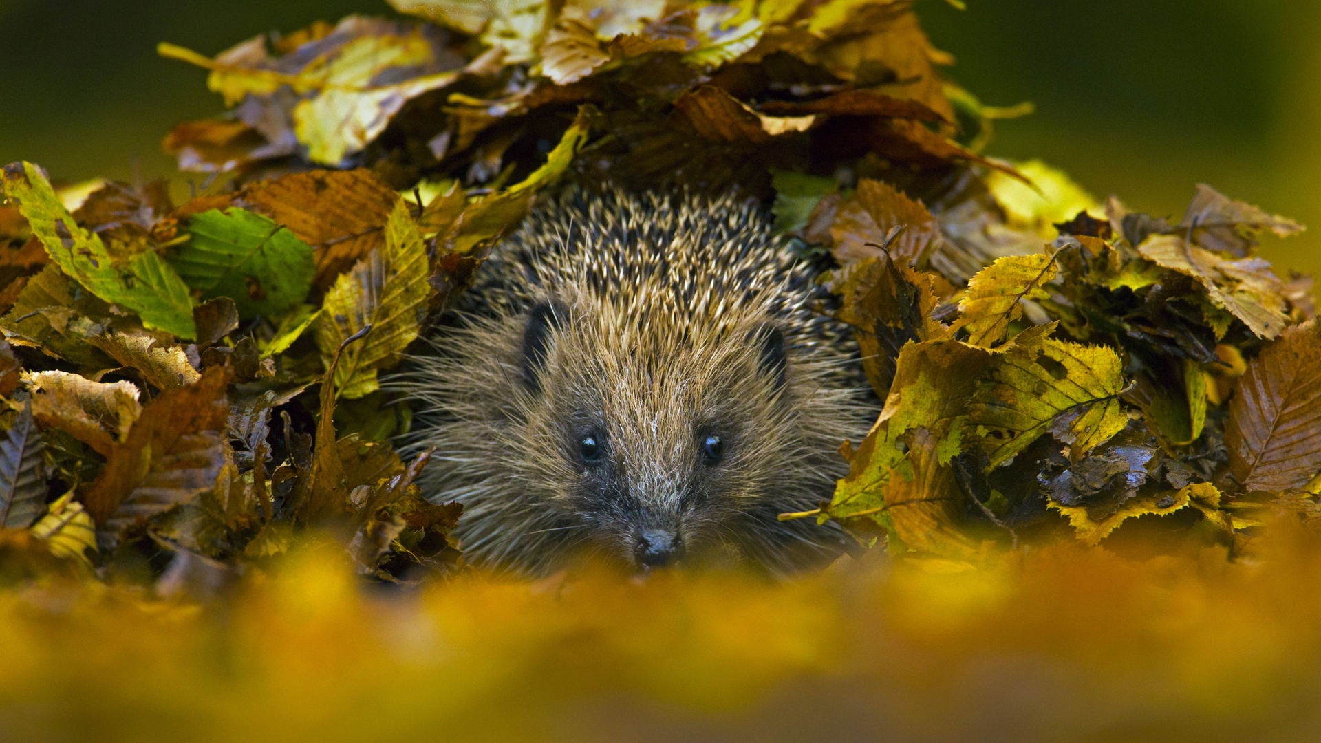 European hedgehog in Sussex, England (© Jules Cox/Minden Pictures)(Bing United States)