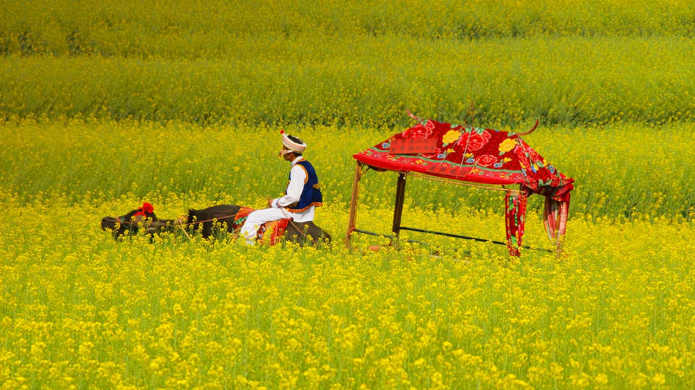 云南罗平，水牛车穿过盛开的油菜花田 (© dave stamboulis/Alamy)(Bing China)