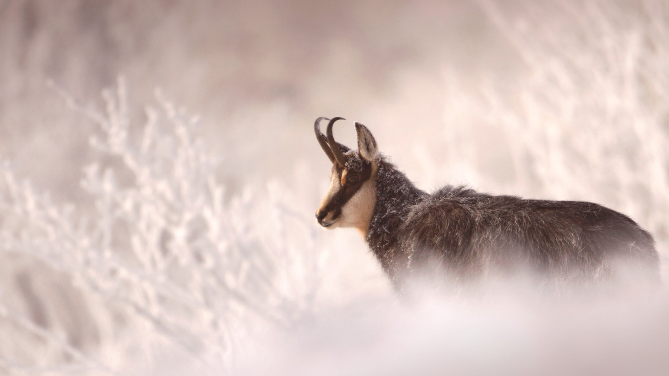 Chamois en hiver en France (© Biosphoto/Superstock)(Bing France)
