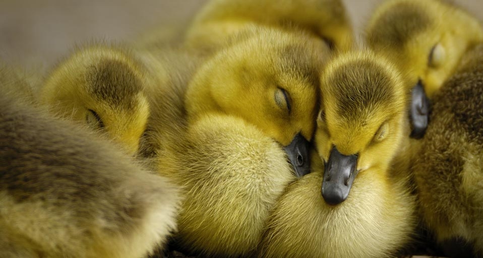 Canada Geese goslings -- ARCO/age fotostock &copy; (Bing United Kingdom)