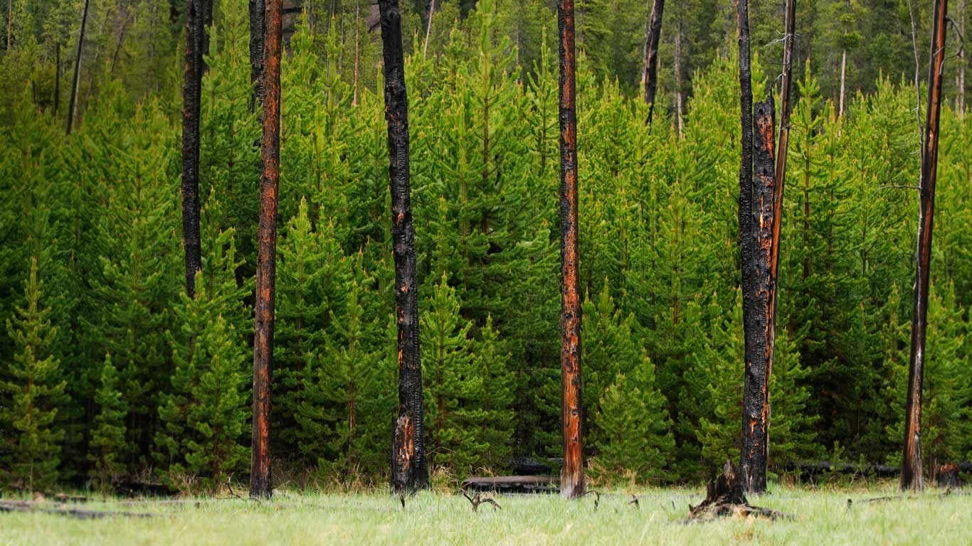 Young trees grow amid trees burned in the 1988 fire in Yellowstone National Park, Wyoming (© Austin Cronnelly/Tandem Stills + Motion)(Bing United States)