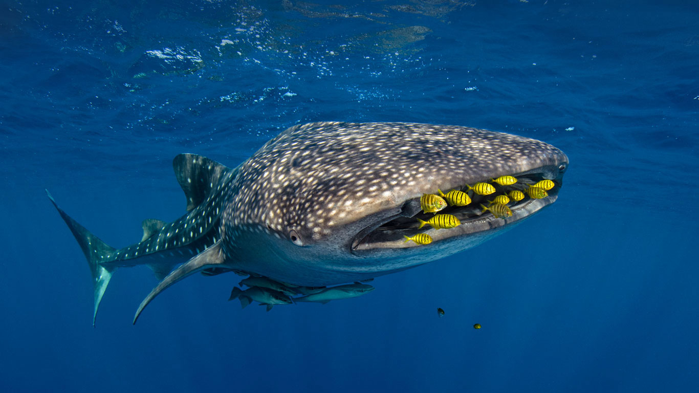 Golden trevally swim with a whale shark in Cenderawasih Bay, Indonesia (© Pete Oxford/Minden Pictures)(Bing United Kingdom)