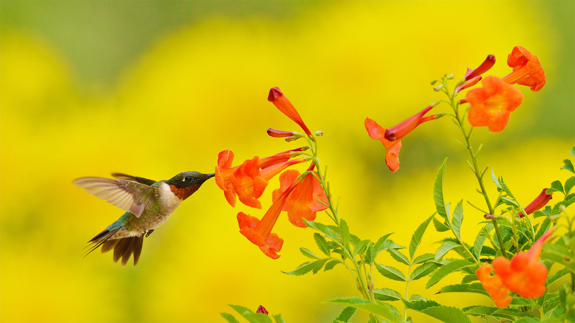 Ruby-throated hummingbird feeding on yellow bells, Texas, USA (© Rolf Nussbaumer/Danita Delimont)(Bing United Kingdom)