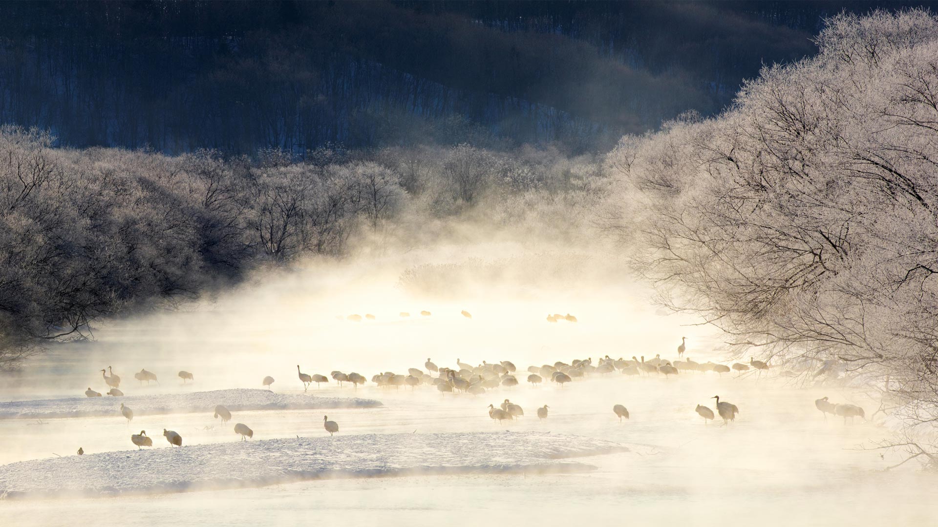 ｢けあらしの中のタンチョウ｣北海道, 雪裡川 (© Paul & Paveena Mckenzie/Gettyimages)(Bing Japan)