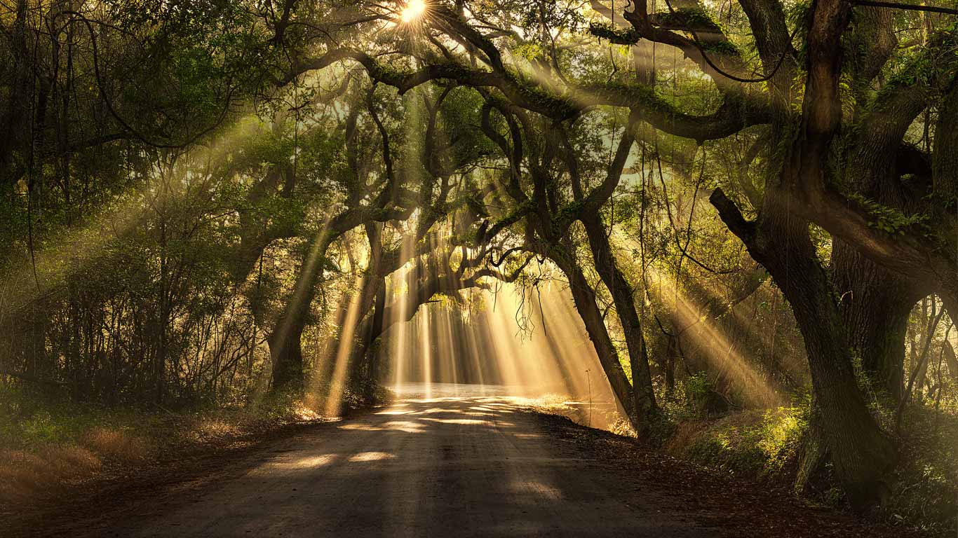 Botany Bay road, Edisto Island, South Carolina, USA (© Michael Woloszynowicz/500px)(Bing United Kingdom)