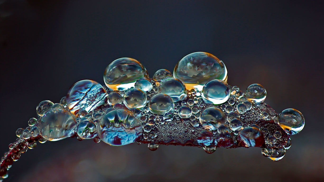 Dew on the leaf of a smoketree (© Jogchum Reitsma/Minden Pictures)(Bing Canada)