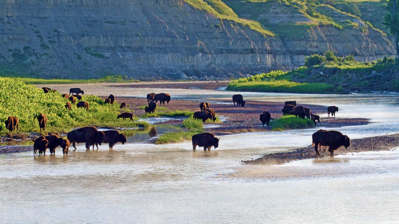 American bison on the Little Missouri River in Theodore Roosevelt National Park, North Dakota (© Tom & Pat Leeson/Science Photo Library)(Bing Canada)