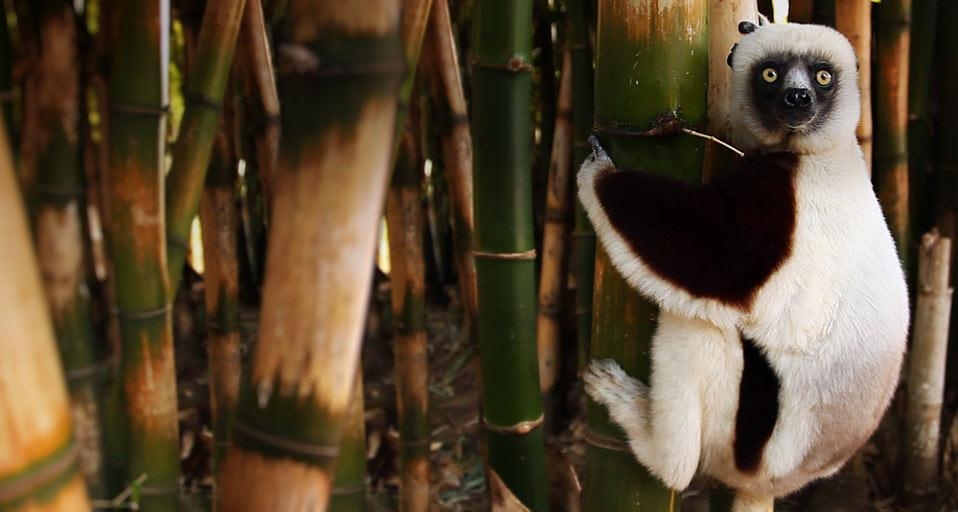 Lemur on a bamboo tree, Madagascar (© Olivier Leger/Getty Images) &copy; (Bing United Kingdom)