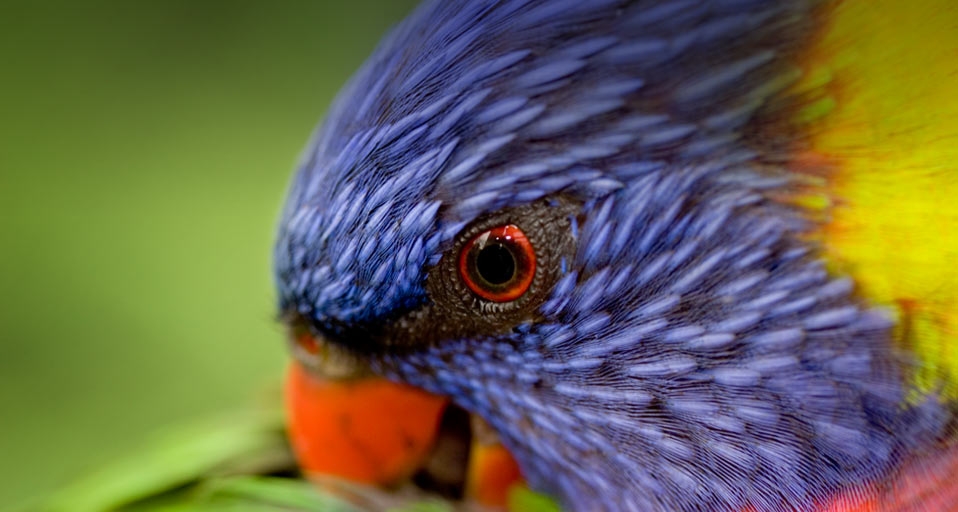 A Rainbow Lorikeet preening its feathers -- Tim Laman/Getty Images &copy; (Bing United Kingdom)