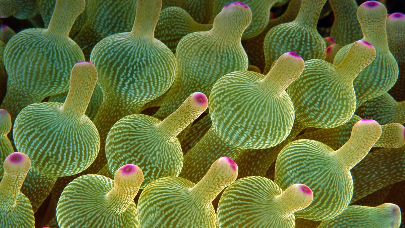 Bubble-tip sea anemone in the Great Barrier Reef (© Gary Bell/Corbis)(Bing Canada)