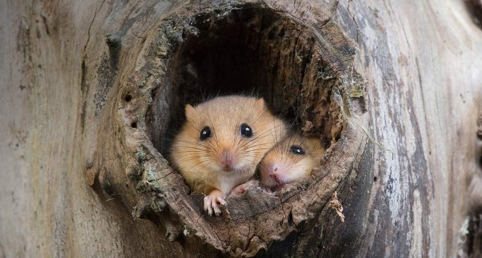 Common Dormouse (Muscardinus avellanarius) at nest opening in tree trunk, Normandy, France (© Gerard Lacz/Visuals Unlimited, Inc.) &copy; (Bing United Kingdom)