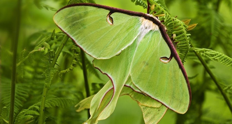 Luna moths among hay-scented ferns, Lively, Ontario, Canada (© Don Johnston/age fotostock) &copy; (Bing United Kingdom)