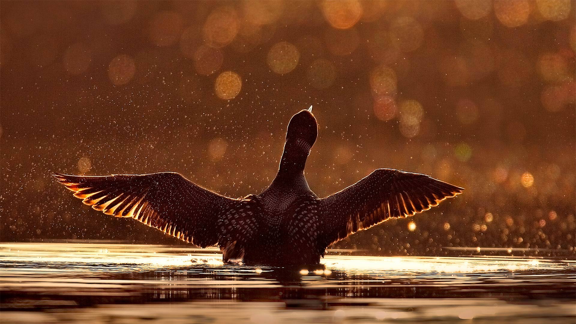 苏必利尔国家森林中一只常见的潜鸟，明尼苏达州 (© Jim Brandenburg/Minden Pictures)(Bing China)