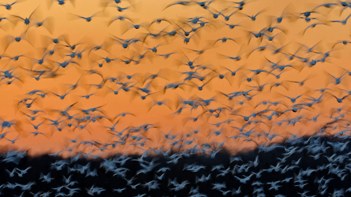 Greater snow geese at Montezuma National Wildlife Refuge, New York (© Gerrit Vyn/Minden Pictures)(Bing Canada)