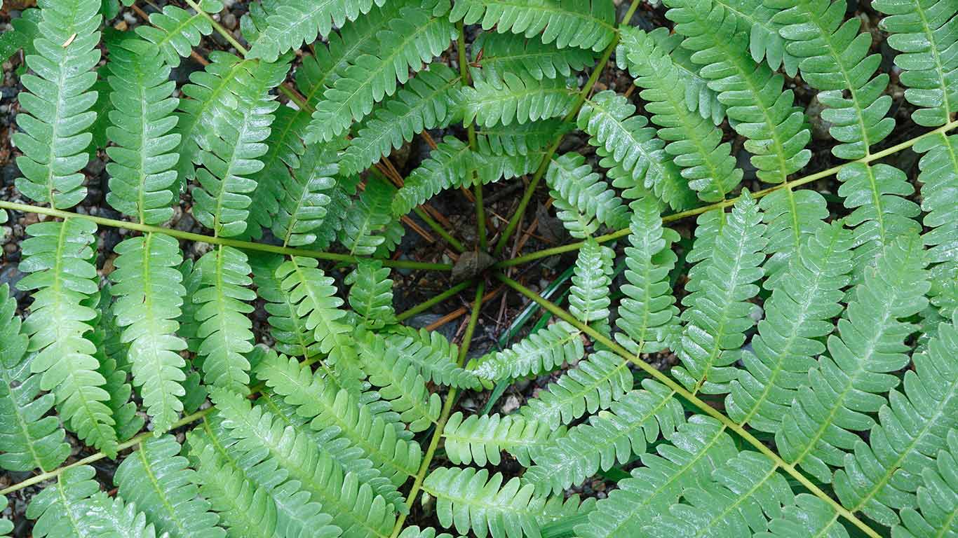 Cinnamon Fern (Osmunda cinnamomea), Canada (© Minden Pictures)(Bing Canada)