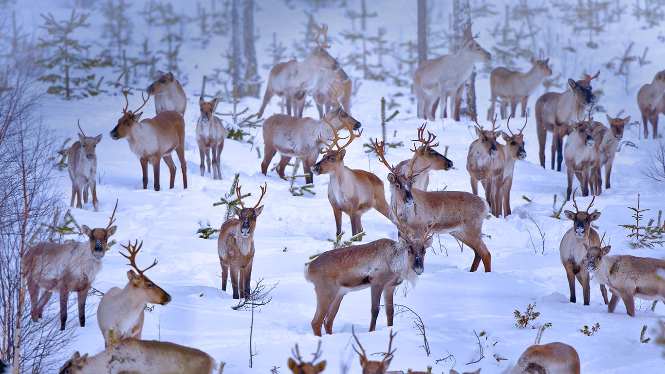 Reindeer near Oulu, Finland (© Juan Carlos Muñoz/age fotostock)(Bing United Kingdom)