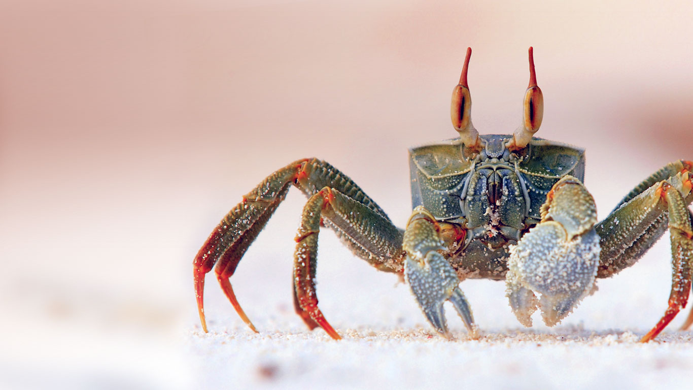 Horned ghost crab on Bird Island in the Seychelles (© Ronald Wittek/Superstock)(Bing United States)