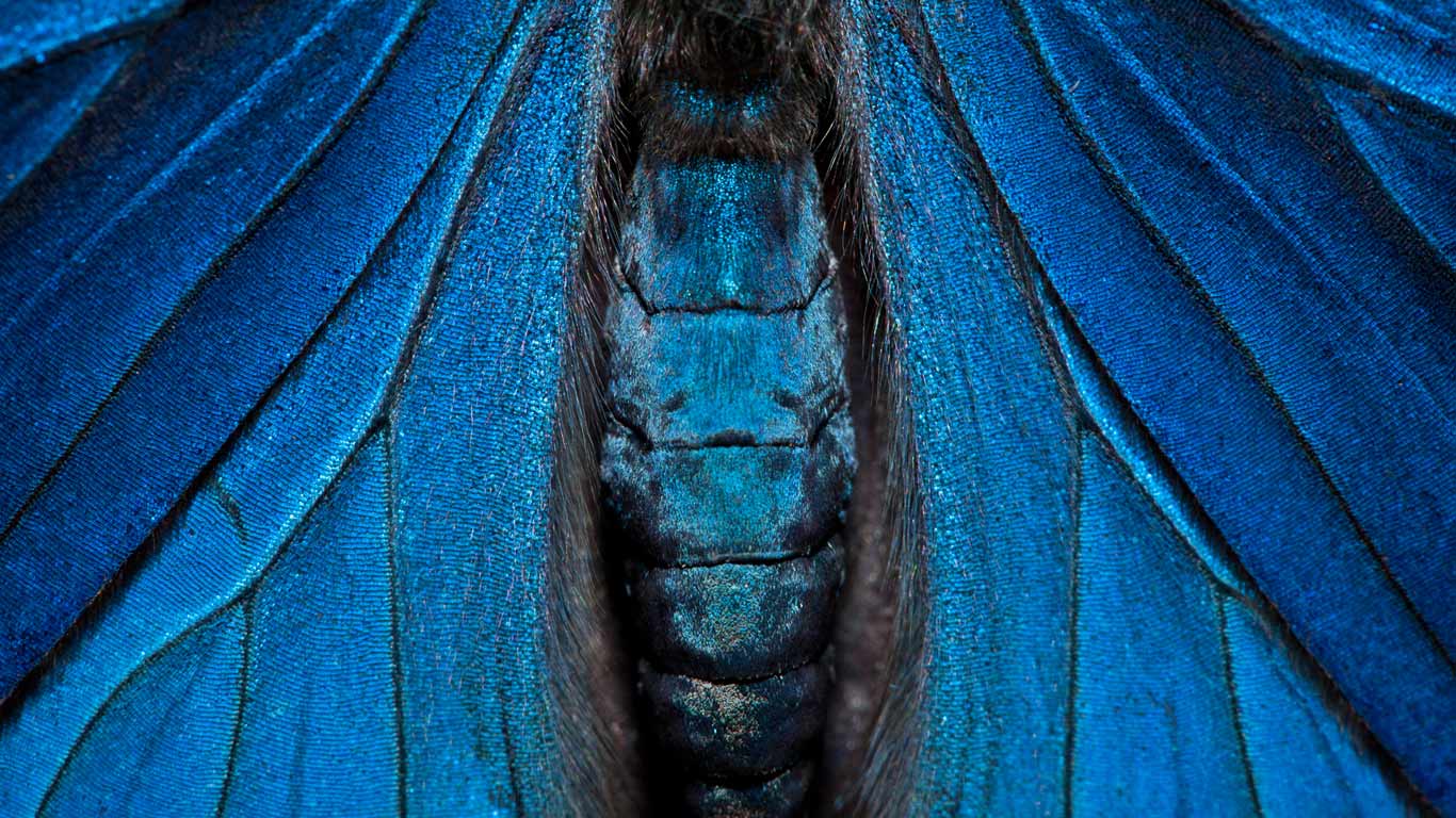 Detail of a painted beauty butterfly, Yasuni National Park, Amazon, Ecuador (© Pete Oxford/ Minden Pictures)(Bing United States)
