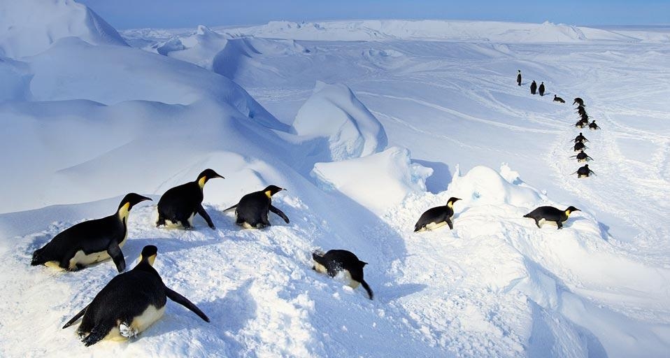 Emperor penguins belly-flopping out of the water, Antarctica (© Frans Lanting/Getty Images) &copy; (Bing United Kingdom)