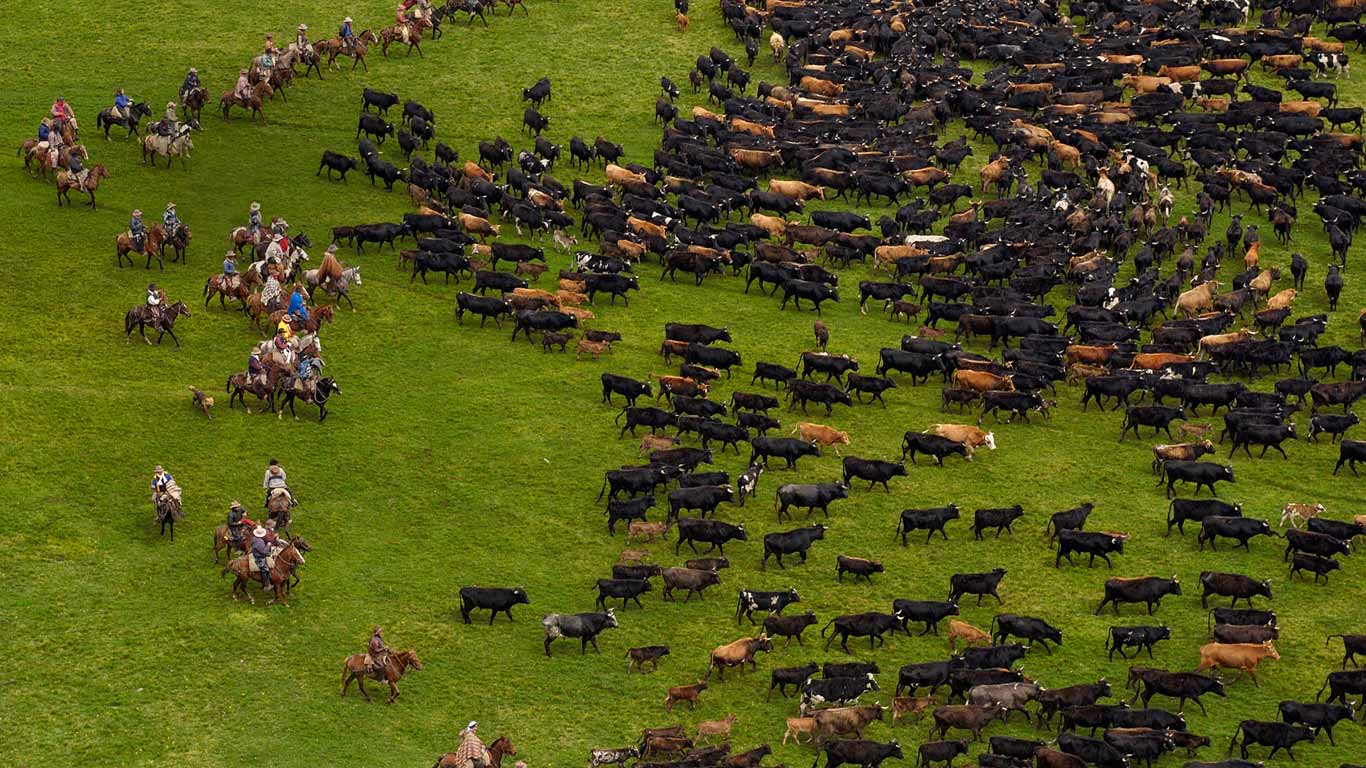 Cattle during an annual overnight round-up, Andes Mountains, Ecuador (© Pete Oxford/Minden Pictures/Corbis)(Bing United Kingdom)