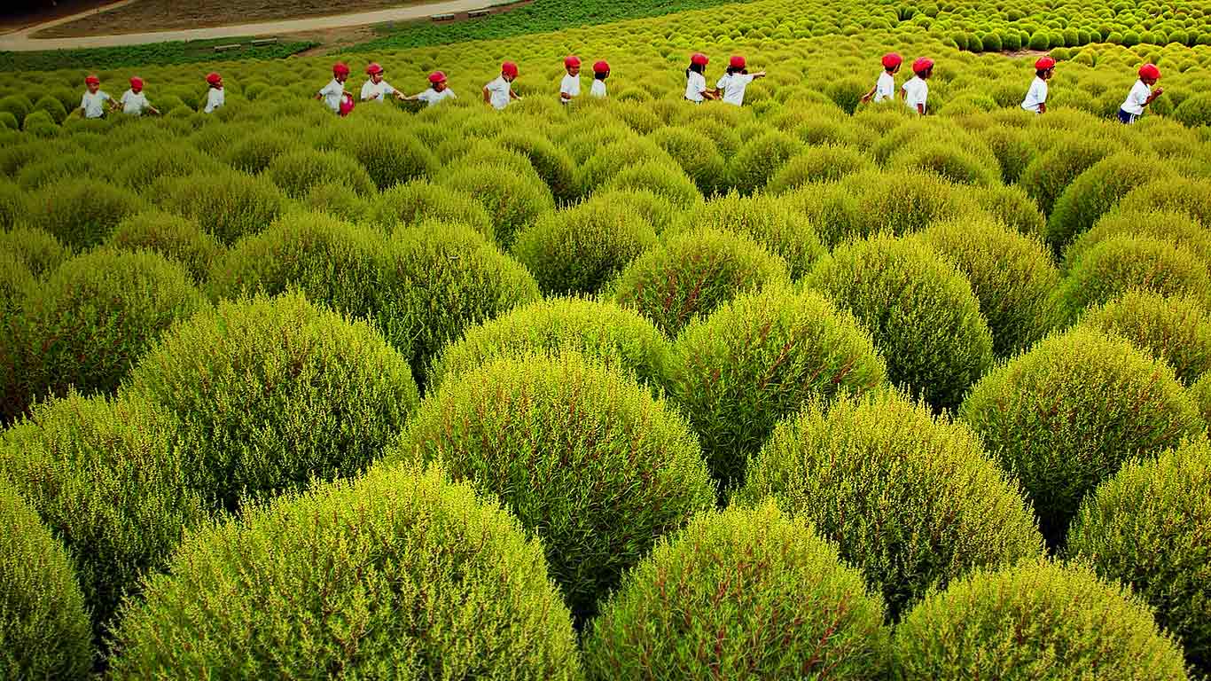 Children walk through a field of kochia at Hitachi Seaside Park, Hitachinaka, Japan (© Sankei/Getty Images)(Bing United Kingdom)