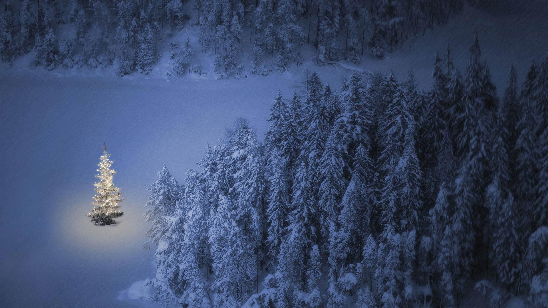 Holiday tree at Weissensee, a small lake near Ehrwald in Tyrol, Austria (© nagelestock/Alamy)(Bing Canada)