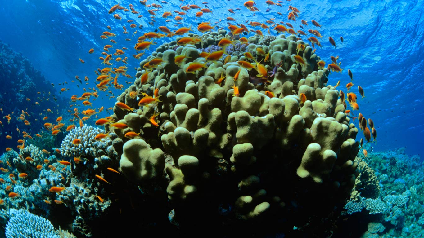Scalefin anthias in the Red Sea at Ras Mohammed National Park in Egypt  (© Jeffrey Rotman/Corbis)(Bing United States)