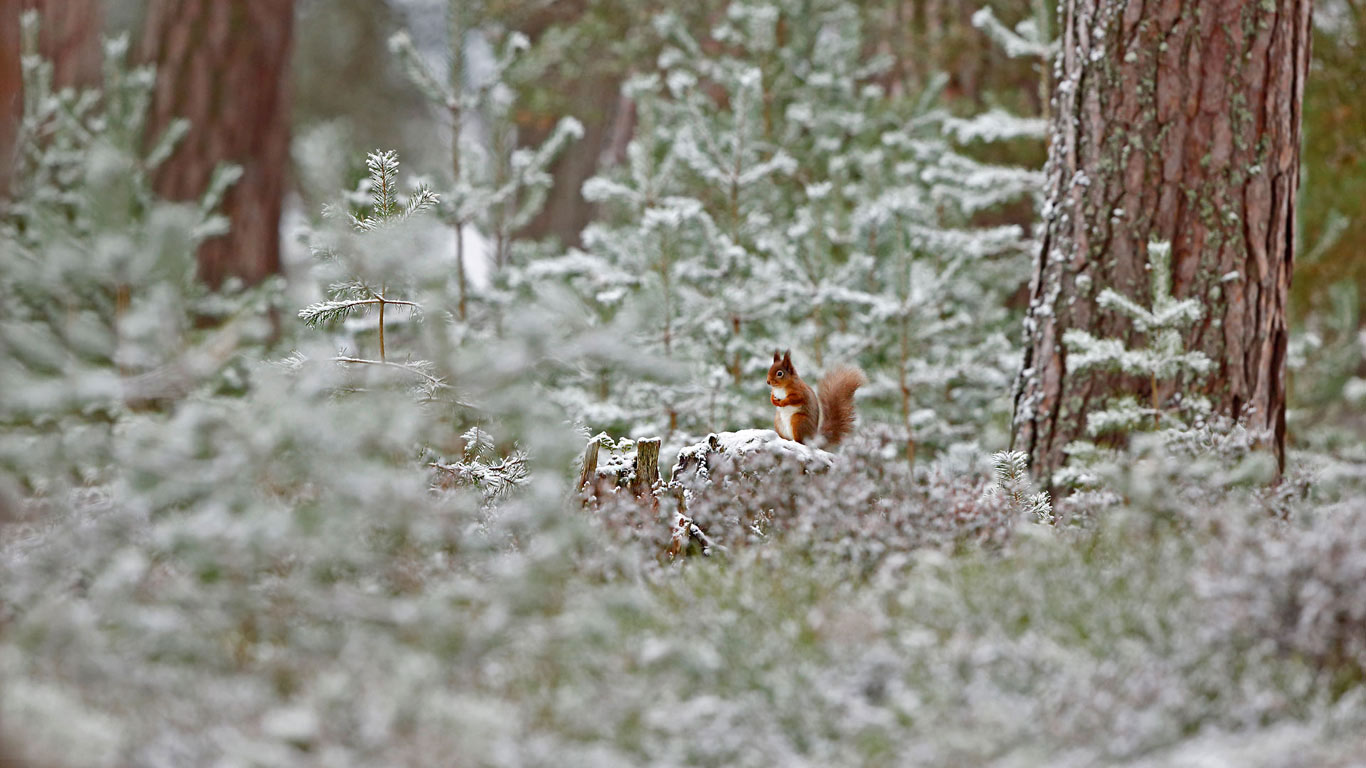 Red squirrel in Cairngorms National Park, Scotland (© SCOTLAND: The Big Picture/Minden Pictures)(Bing United Kingdom)