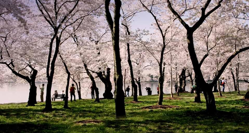 People and cherry blossoms next to the Tidal Basin in Washington, D.C. (©Stefan Zaklin/Corbis) &copy; (Bing Canada)