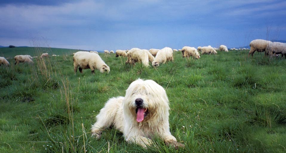Sheepdog guards a flock of sheep in the Tatra Mountains, Poland (© Henryk T. Kaiser/Age Fotostock/Photolibrary) &copy; (Bing United Kingdom)