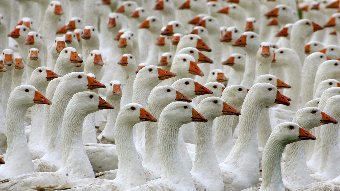 Gänse in Freilandhaltung auf einem Öko-Bauernhof in Brandenburg, Deutschland (© MICHAEL URBAN/AFP/Getty Images)(Bing Deutschland)
